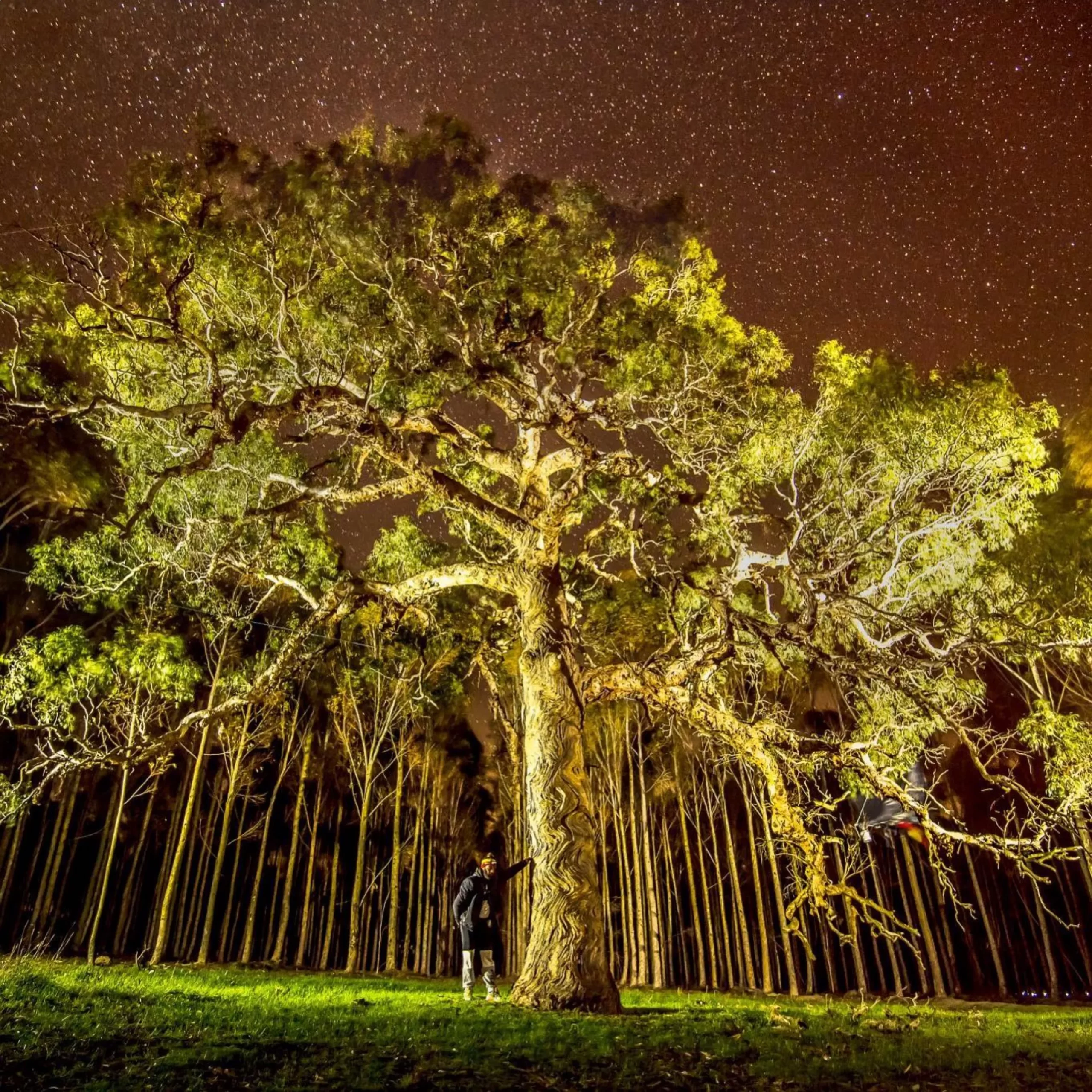 Djab Wurrung, Grampians